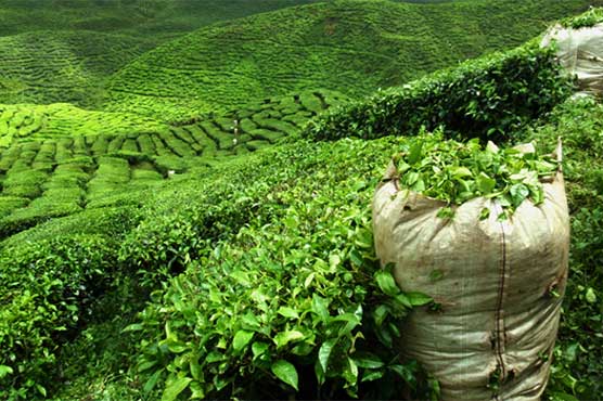 Tea import decreases 5.45 percent in first half