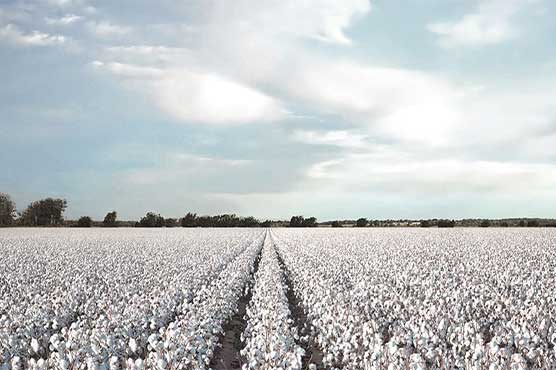 Kisan Package helps cotton yield exceed target