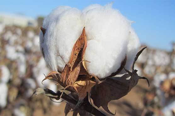 Cotton imports from India decreases amid unusual hike in price