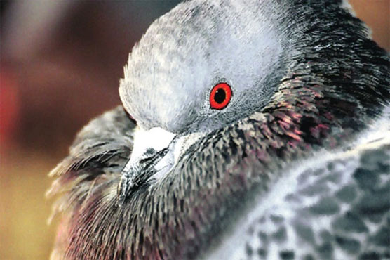 Alleged spy pigeon escapes from Indian police custody