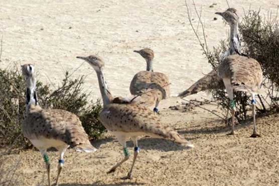 Wildlife dept restricts Qataris from hunting Houbara Bustard in Tharparkar 