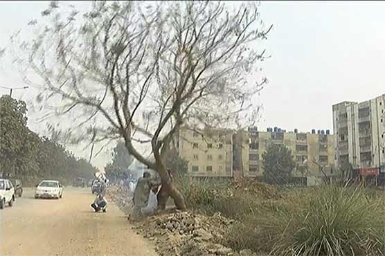 Karachi: Dozens of trees cut down for University Road construction