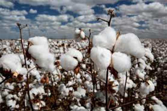Pakistan to import cotton worth $1.50 billion