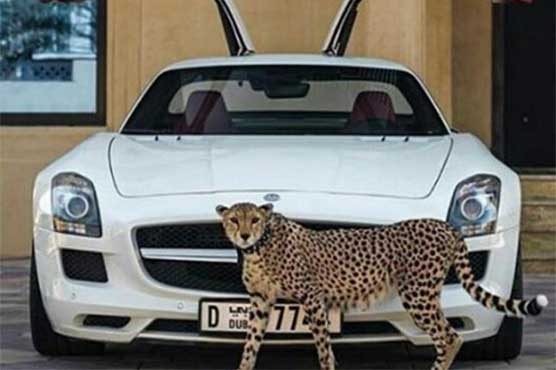 UAE bans private ownership of wild animals