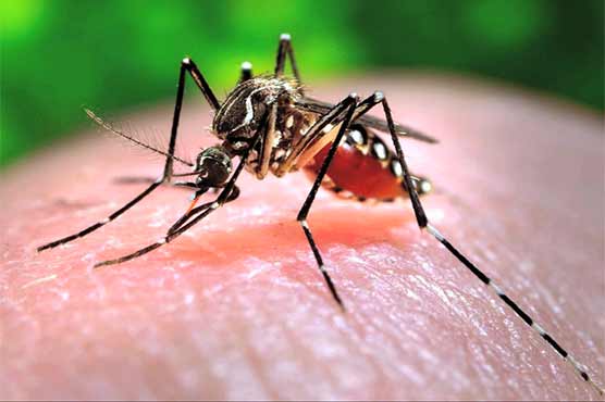 Karachi: Preparations made to diagnose Chikungunya virus