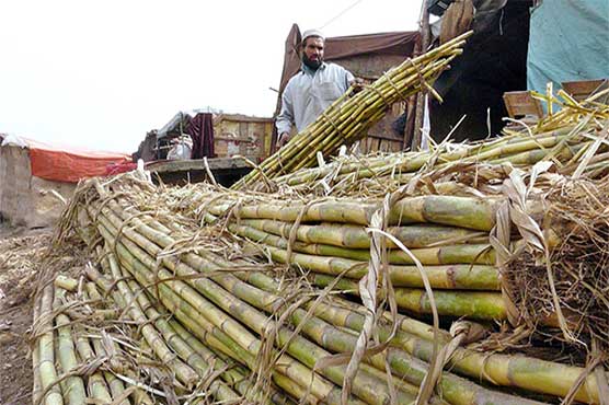 Pakistan can climb up to third place in sugarcane production: analysts