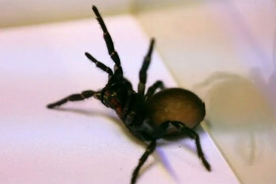 Australia zoo urges people to catch deadly spiders as antidote runs low