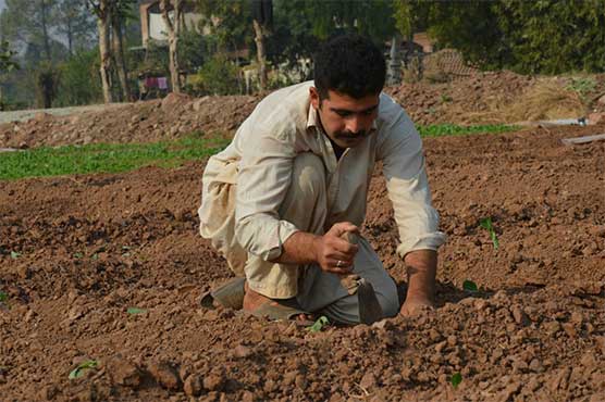 Current rain spell brings hope for farmers