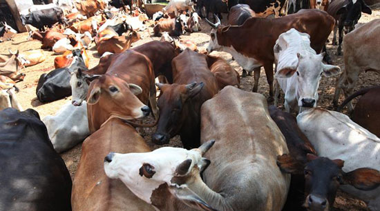 Muslim women vow to pick up arms after trader lynched by cow protectors