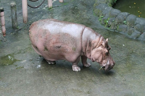World's 'oldest' hippo dies at Philippine zoo
