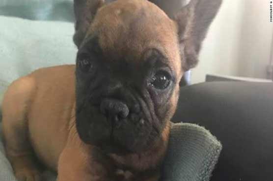 Doggy mix up: Rapper calls out United Airlines for putting his dog on the wrong flight