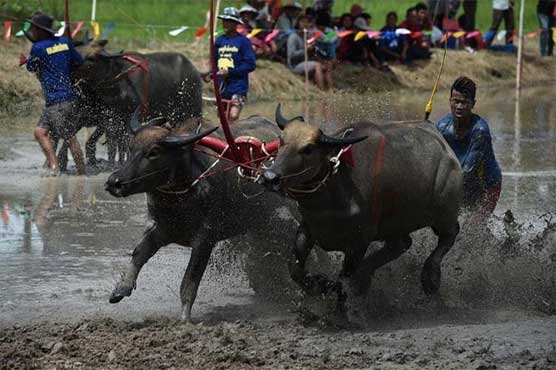 Mud baths and faceplants: Running of the bulls Thai style
