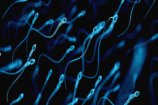 Decline in sperm count could result in 'human extinction'