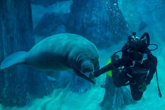 Happy birthday carrot cake of sorts for Singapore's Canola the manatee
