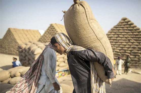 Wheat worth US$ 967,000 exported in previous year