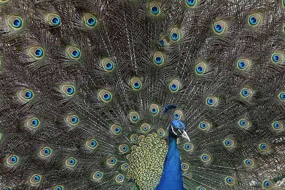 Chaste peacocks, cosmic cows: Indian judge baffles with theories