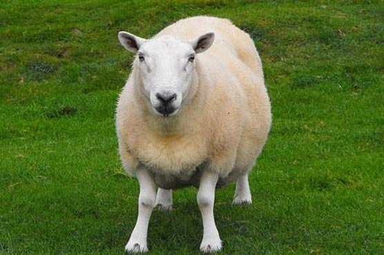 Baa-humbug! Scientists develop face test for sad sheep