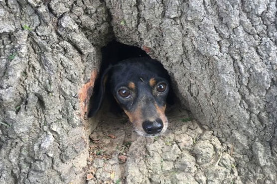 Cat in a tree? No, it’s a dog _ who had to be rescued