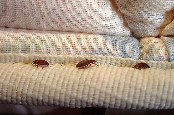 Angry man releases about 100 bed bugs at Maine city office