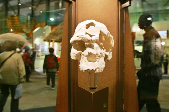 Homo sapiens 100,000 years older than thought: studies