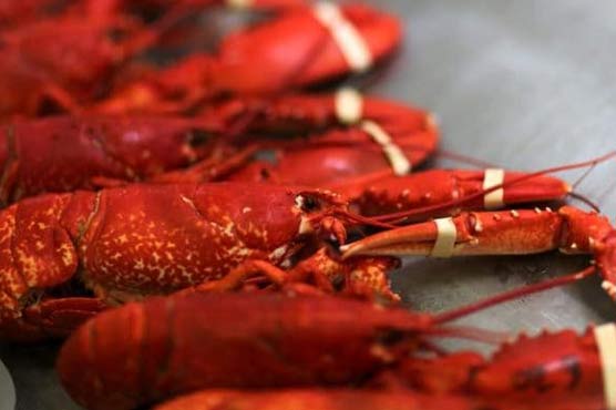 Italian court says lobsters must not catch cold before cooking