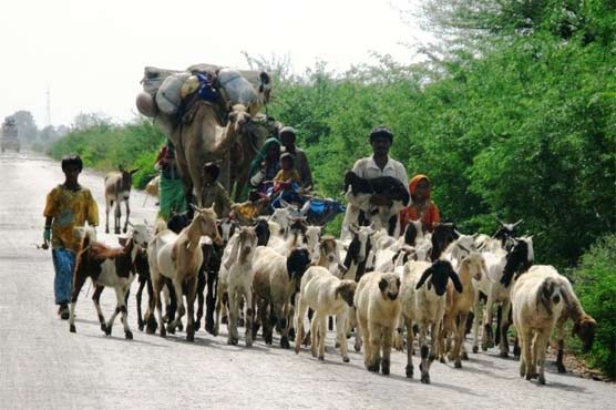 Tharparkar: Poverty, shortage of fodder force mass exodus
