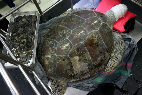 Breaking the bank: Thai vets remove 915 coins from turtle