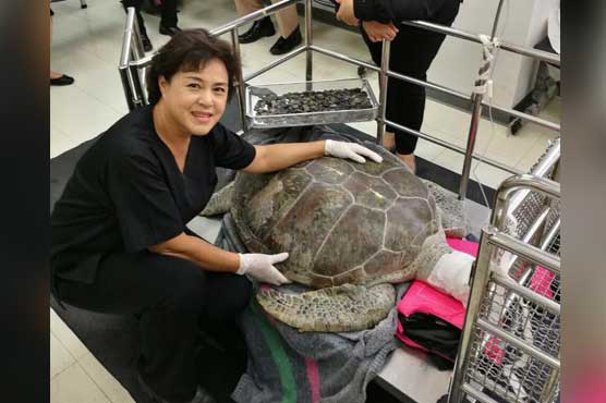 Turtle in Thailand goes through surgery after eating 900 wish coins