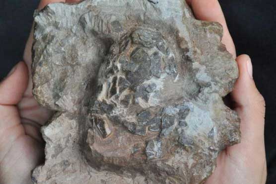 152 million years old crocodile eggs discovered in Portugal