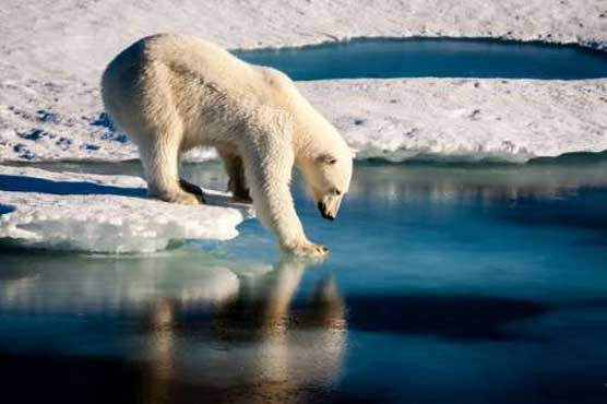 Humans to blame for bulk of Arctic sea ice loss: study