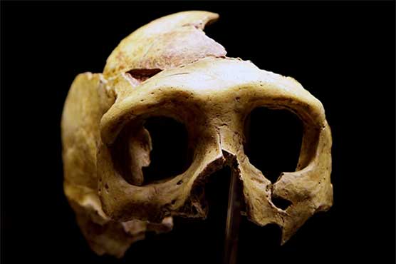 400,000 yr-old half-skull points to mystery people