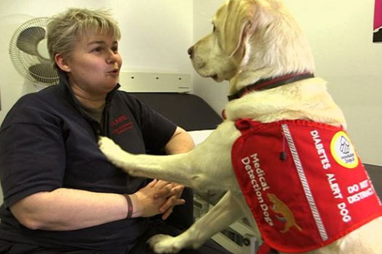 Dogs detect breast cancer from bandage: researchers