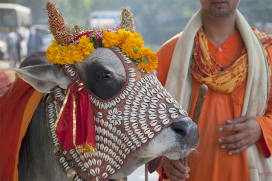 India mob kill two Muslim men over suspected cow theft