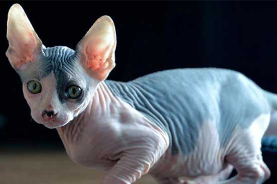 'Shaving Cats!!??' Virginia police probe seven pet abductions