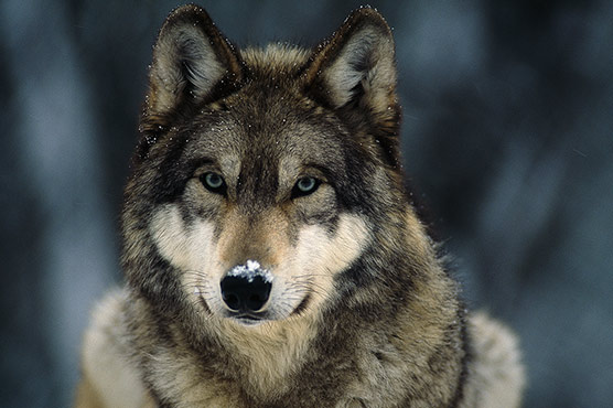 Wolves return to Denmark after 200 years 
