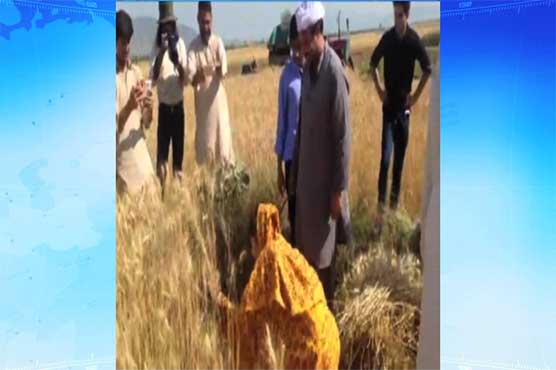 Reham Khan takes part in wheat harvest