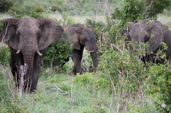 Elephants pay unexpected visit to Tanzania university