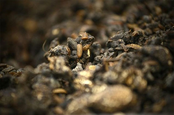 In China, maggots finish plates, and food waste