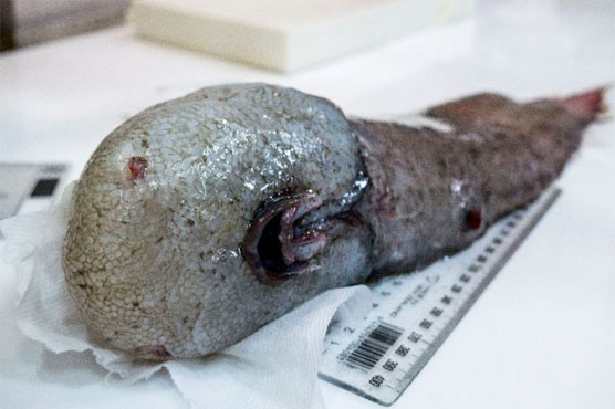 Faceless fish among weird deep sea Australian finds - WeirdNews - Dunya ...