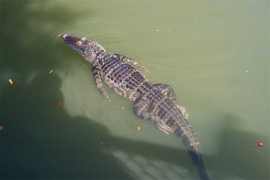 Dozens of alligators captured prior to child's death at Disney