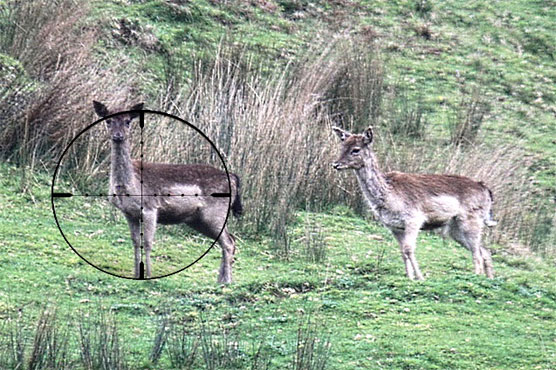 Deer kills French hunter in 'uncommon' attack