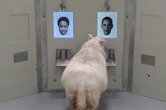 Sheep can recognize Baaaa-rack Obama's face, new study shows