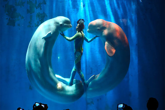 Swimming with dolphins in virtual reality to aid disabled