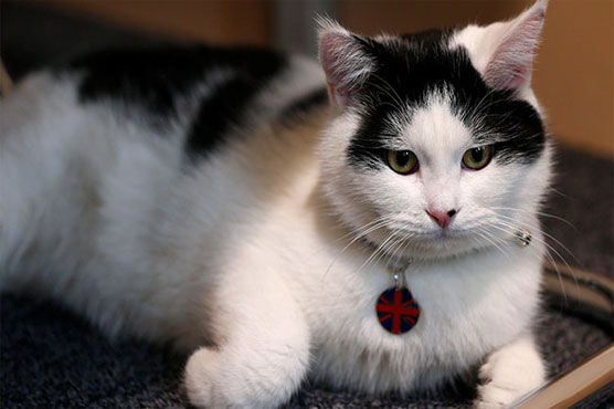 British embassy cat in Jordan appointed chief mouser