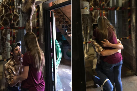 Giraffe helps Missouri man propose to girlfriend