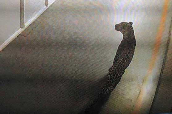 Leopard caught after 36 hours on prowl in India factory