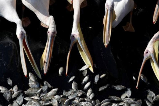 Migrating pelicans get free lunch in Israel