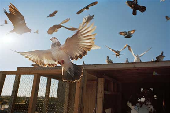 Argentina police kill drug-carrying pigeon