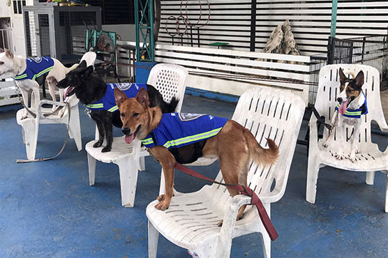 'Smart vest' turns stray dogs into Thailand's street guardians