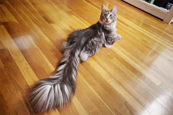 Guinness records include long-tailed cat, old bodybuilder